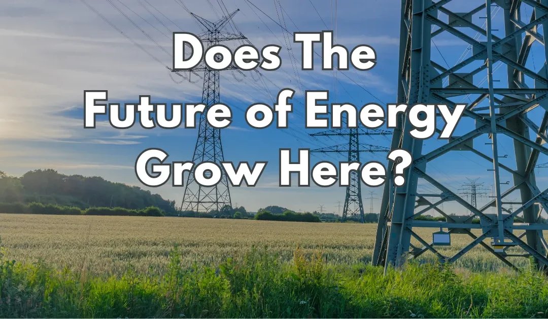 The Future of Energy Is Growing in Your Backyard: The Double-Edged Sword of Biomass Power