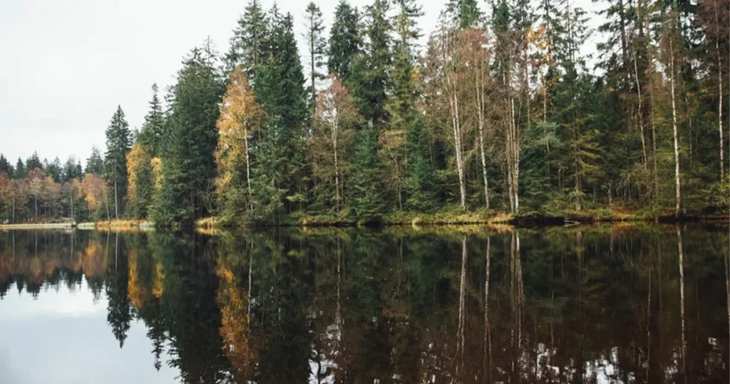 forest management forest management