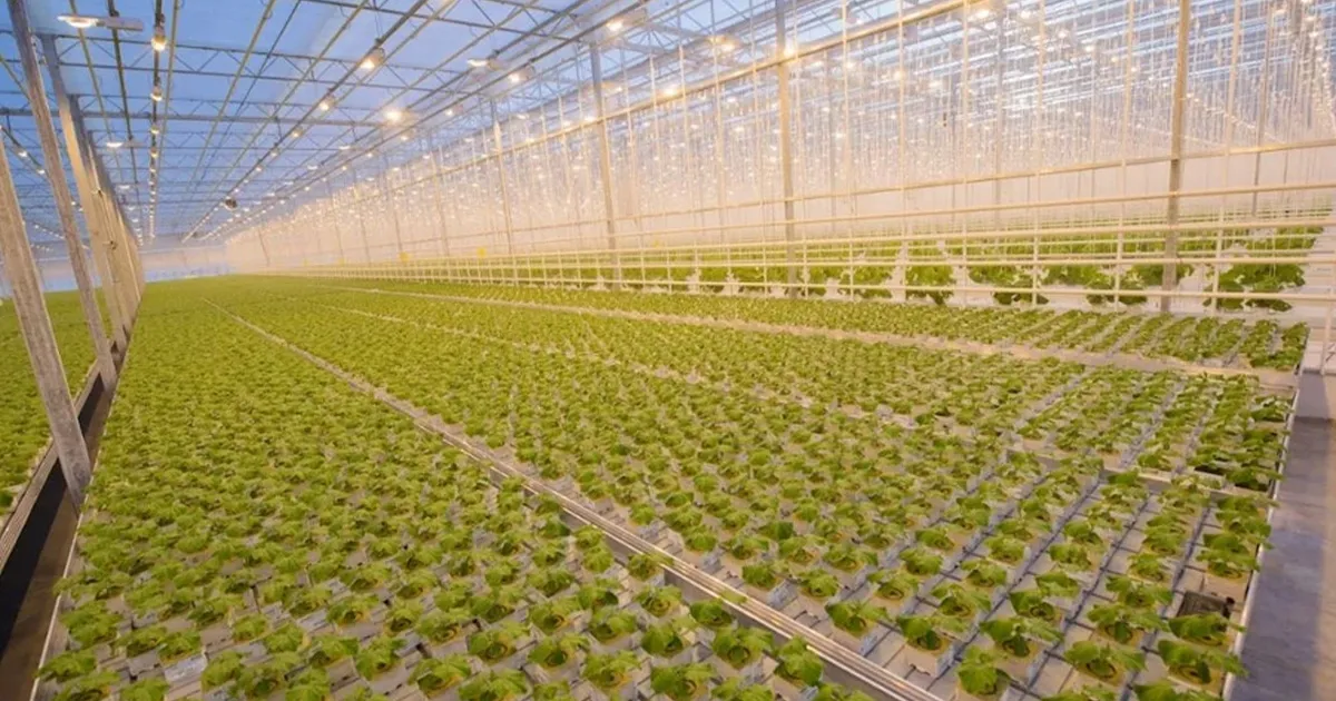 sustainable carbon credits