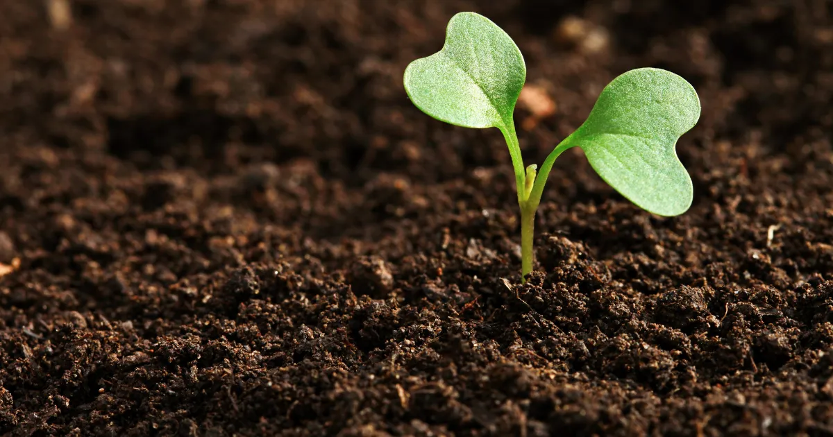 natural climate solutions